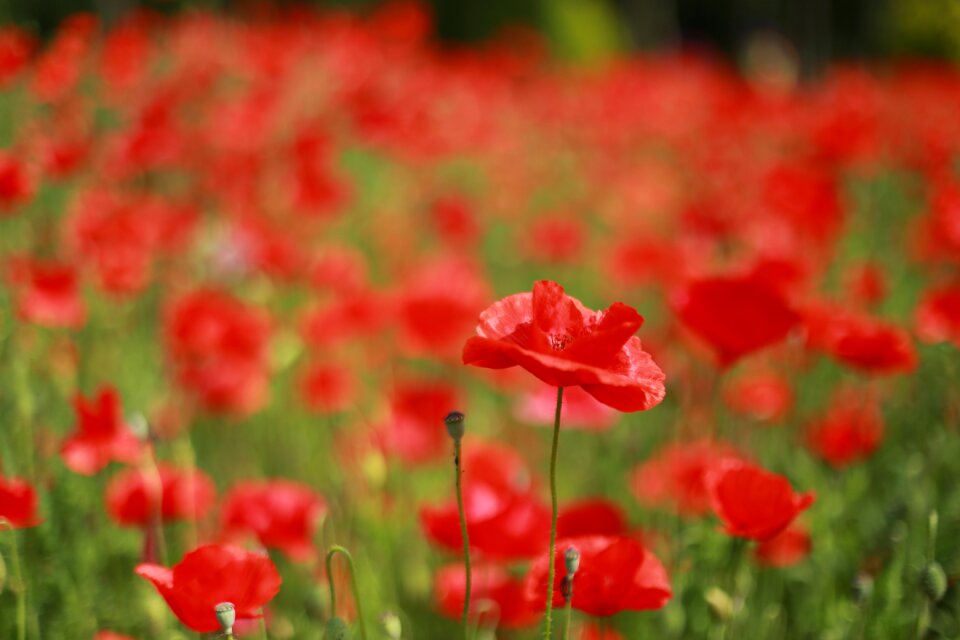 Flowers wildflower poppy fields