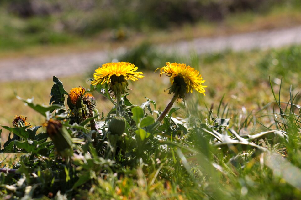 Field meadow dandelion