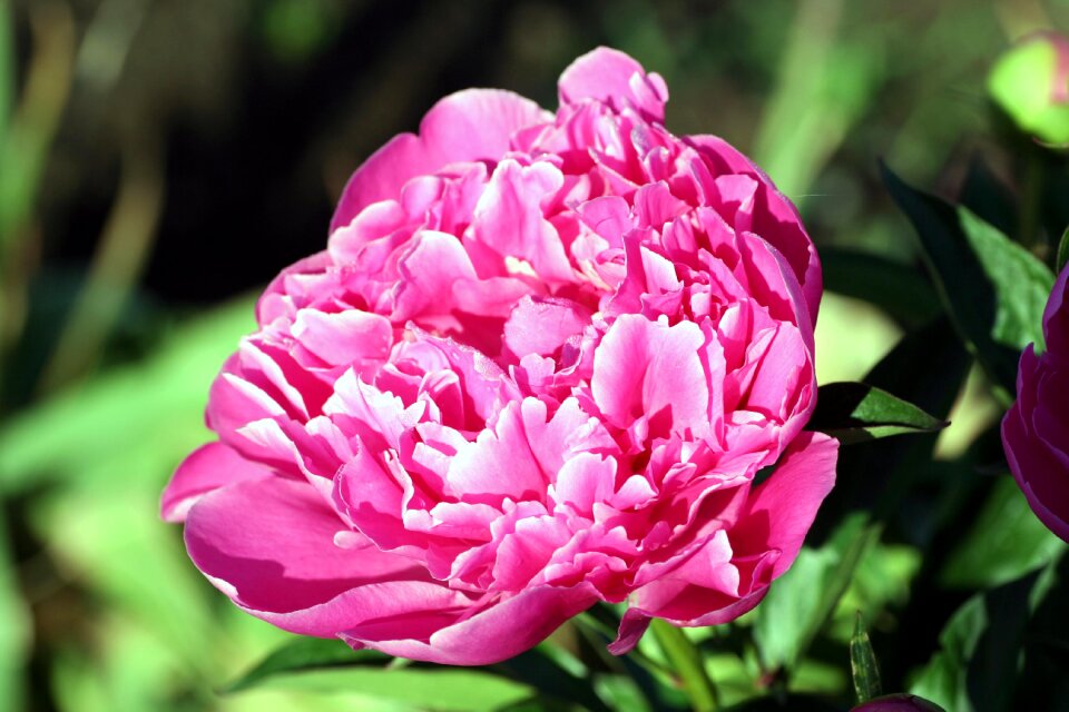 Pink garden spring