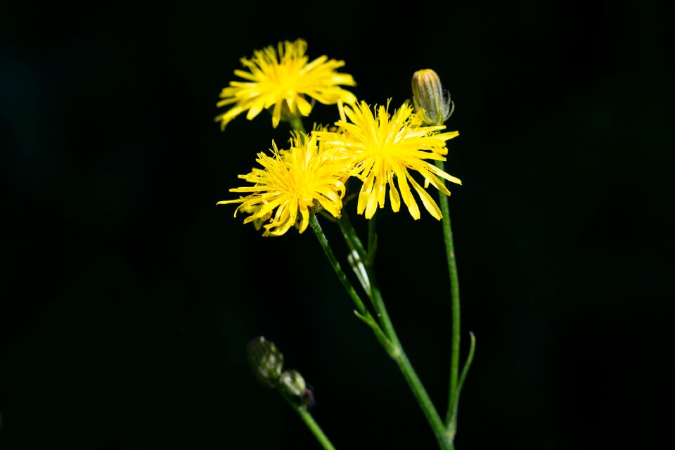 Yellow flowers yellow flower pointed flower
