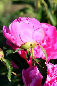 Pink plant field
