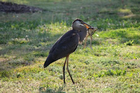 Lunch predator nature