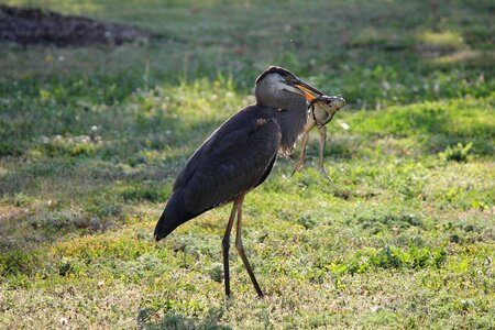 Lunch predator nature photo