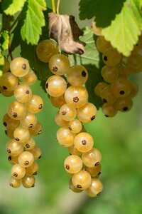 White currants white currant garden