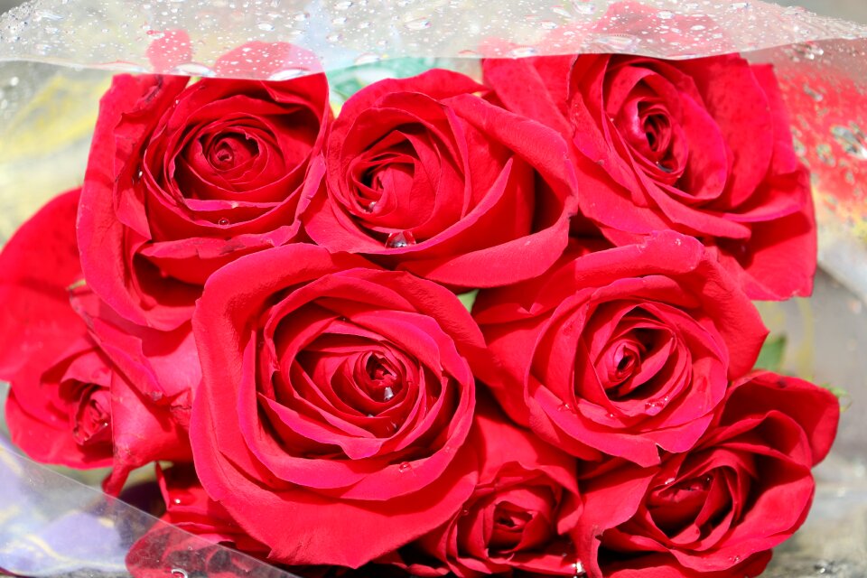 Red landscape flora