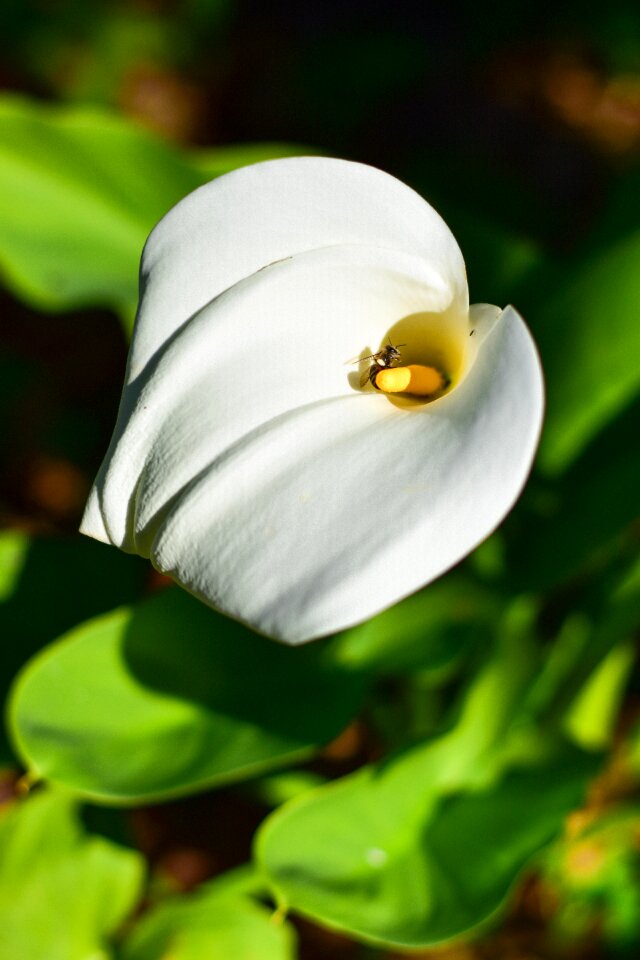 Nature bee bloom