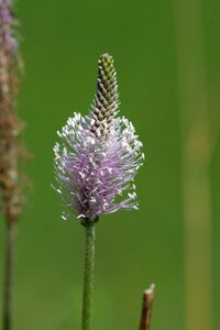 Summer plantain close up