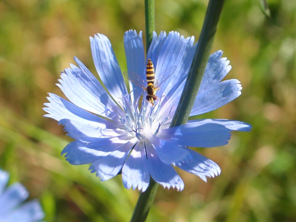 Flower no one chicory