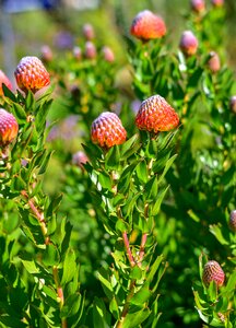 Flower nature protea
