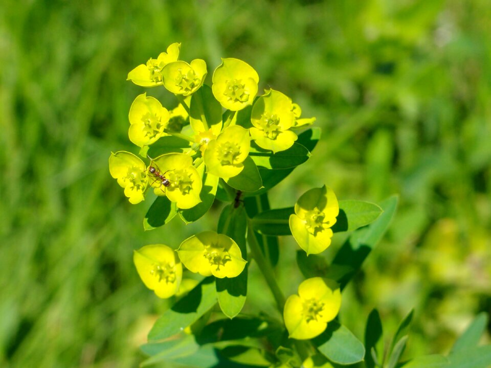 Flower green green flower