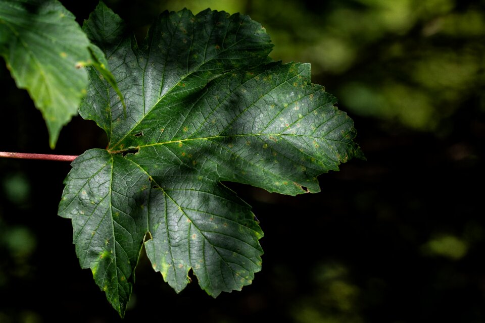 Nature leaf structure fibers