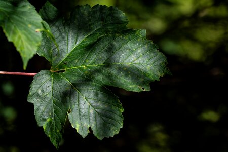 Nature leaf structure fibers photo
