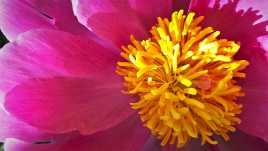 The flowers drink fragrance peonies