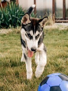 Animal dog puppy photo