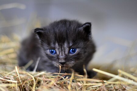 Mackerel domestic cat pet photo