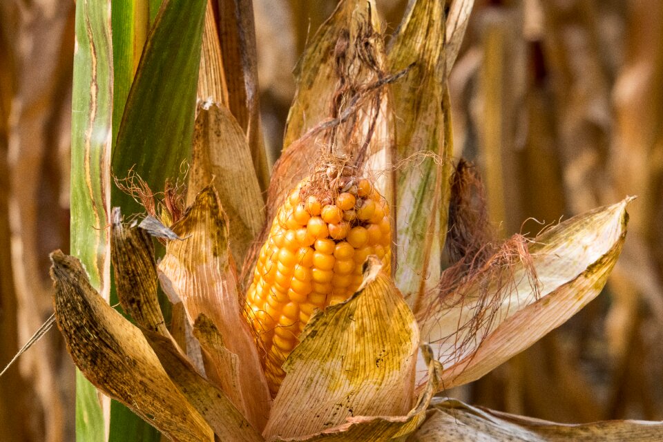 Crop agriculture field