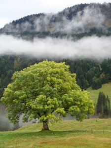 Grass wood scenic photo