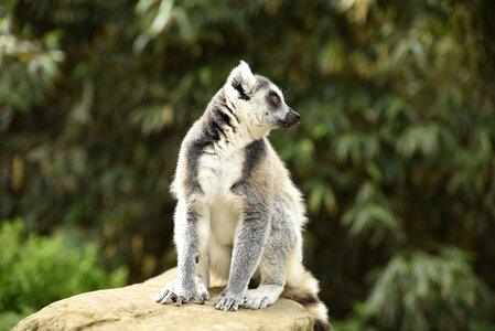 Zoo animals animal