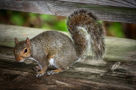 Animal little fur