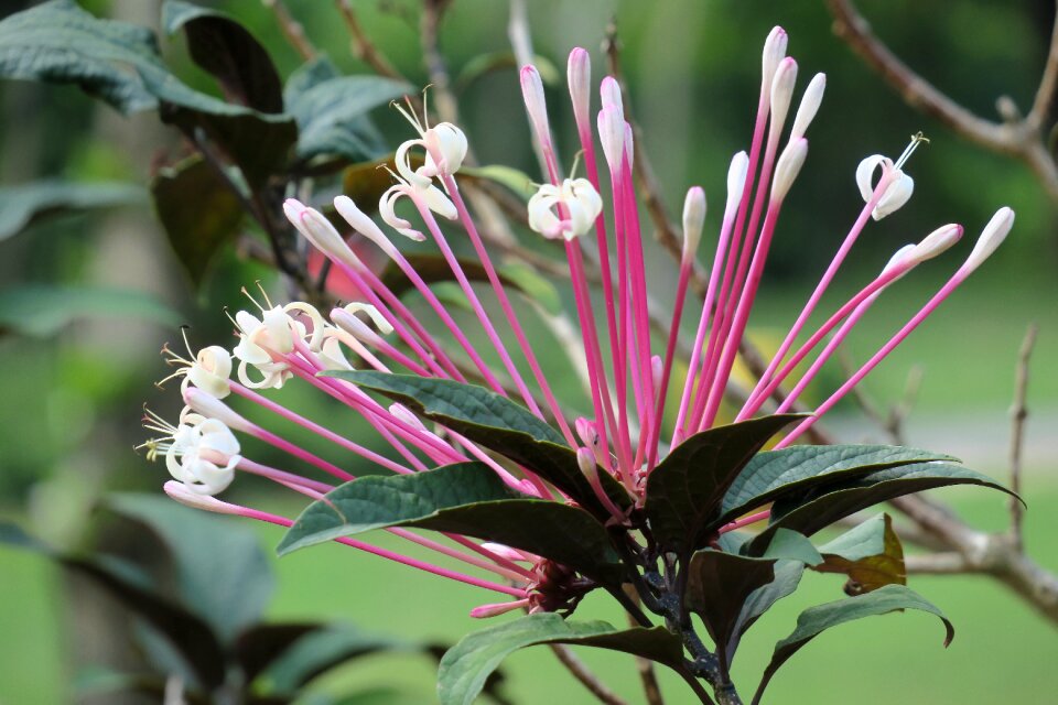 Flower leaf summer