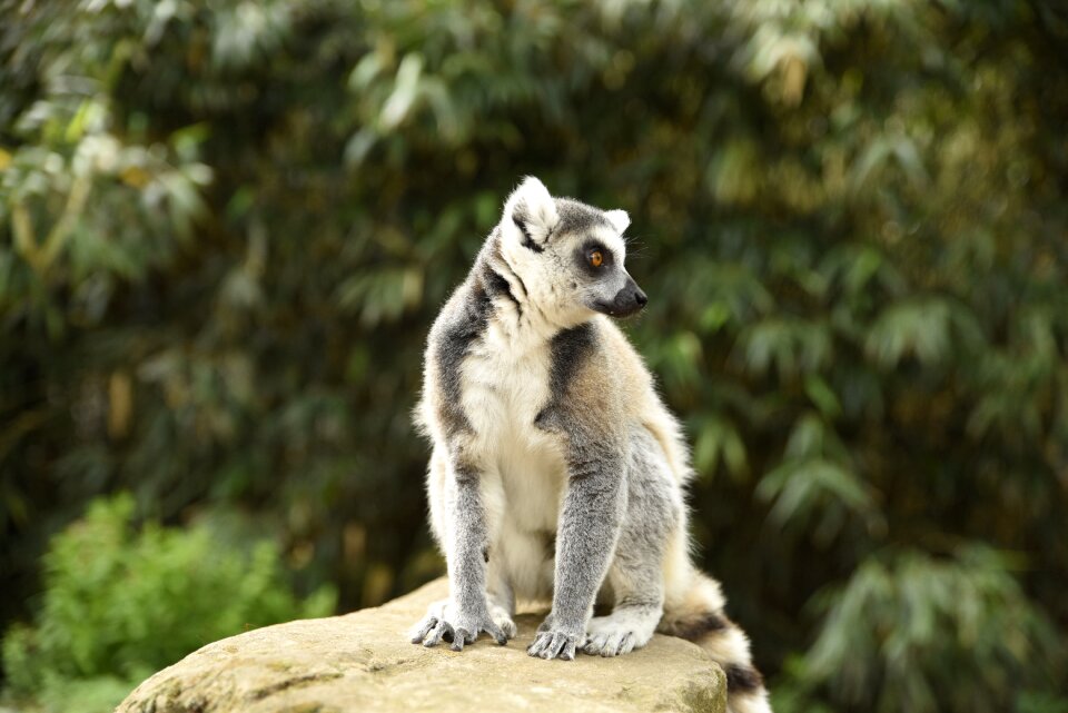 Zoo animals animal