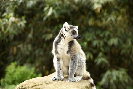 Zoo animals animal