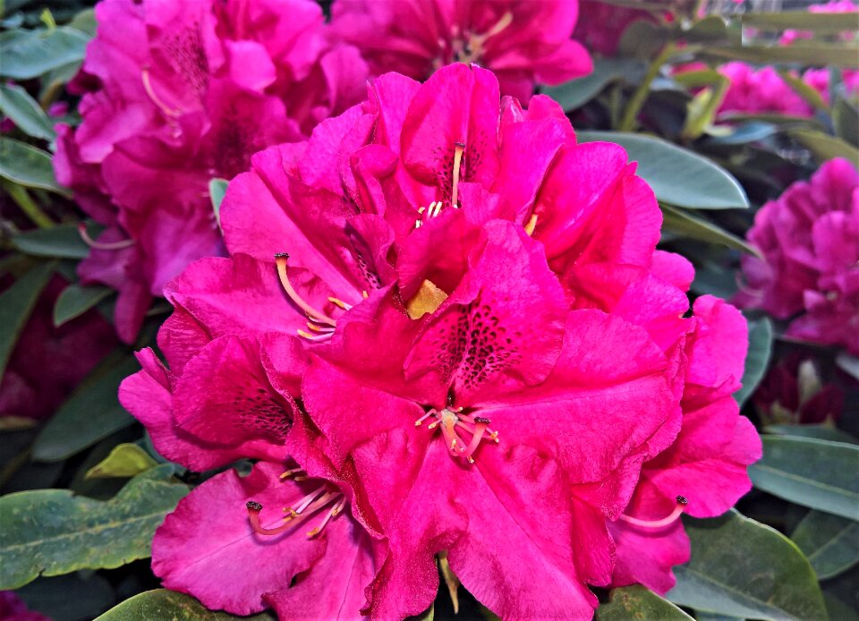 Red in full bloom spring