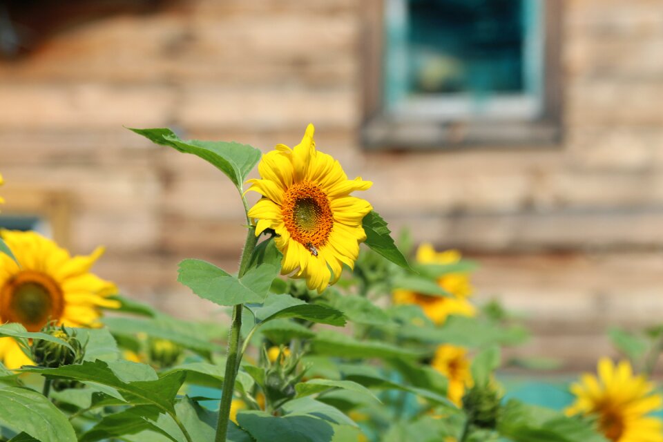 Flower summer yellow