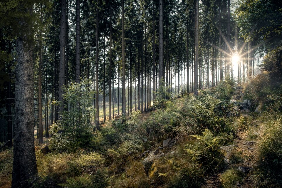 Trees atmospheric idyllic
