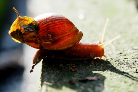 Shell moving vertebrate