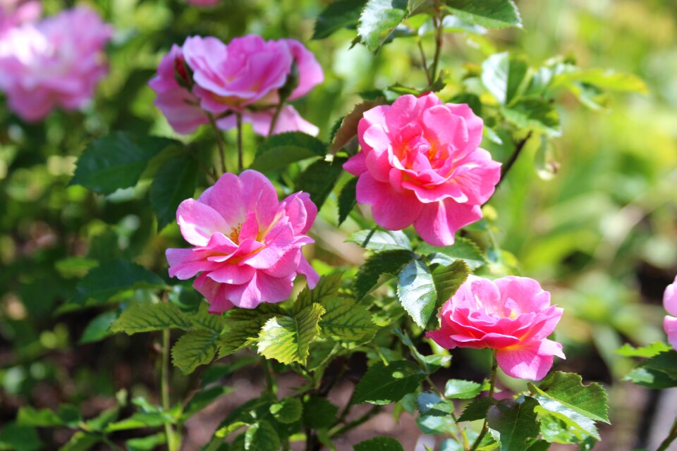 Bloom pink roses nature