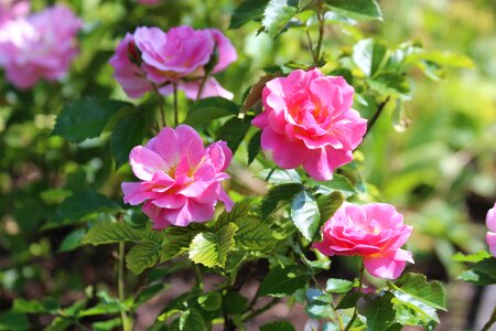 Bloom pink roses nature photo