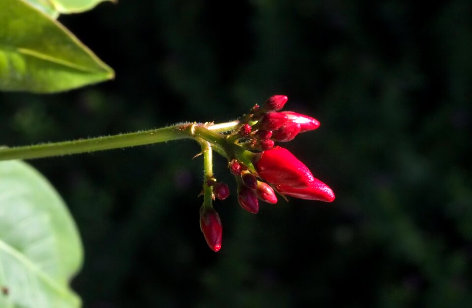 Nature natural plant