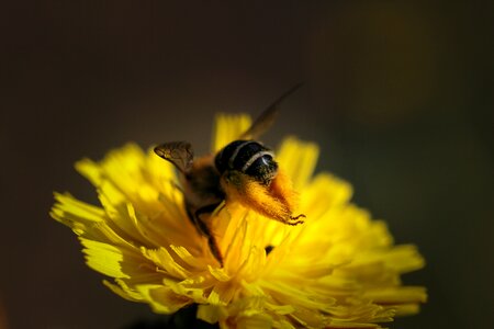 Pollen close up hard working photo