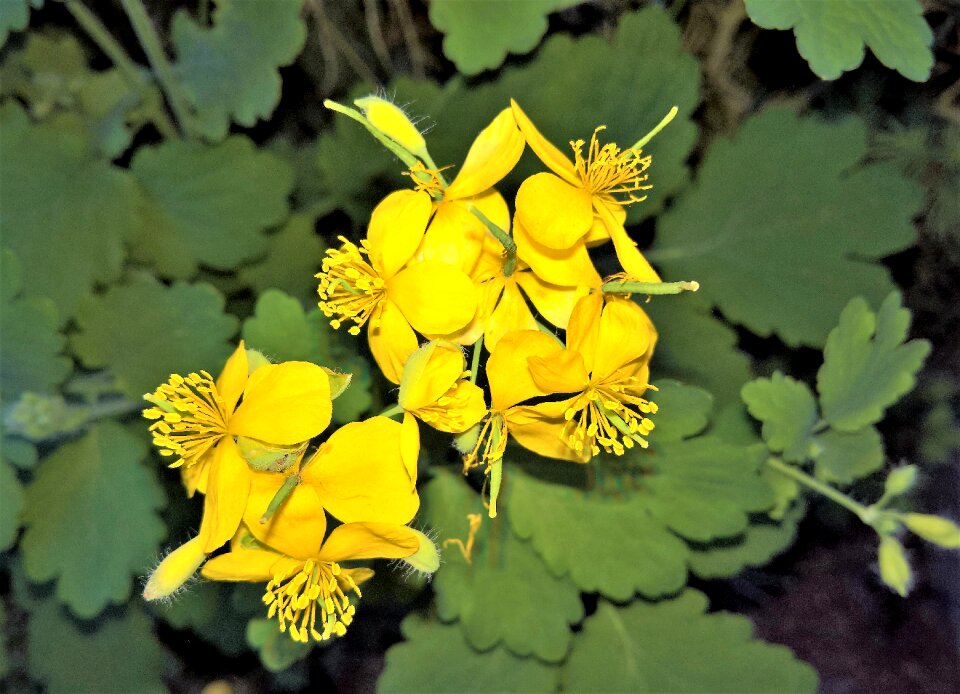 Medicinal herb wart herbal grassland plants
