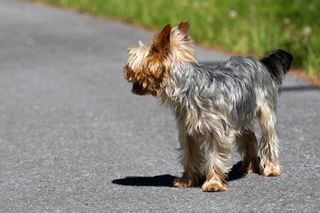 Away road yorki
