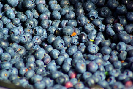 Blueberry blueberries fruit photo