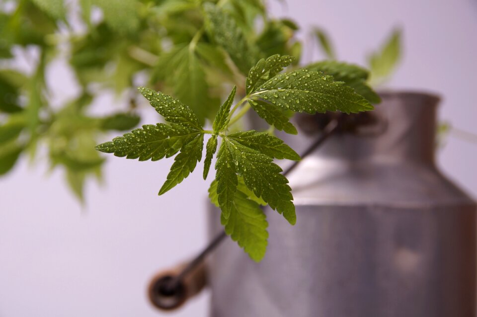 Seedling hemp leaf hemp plant