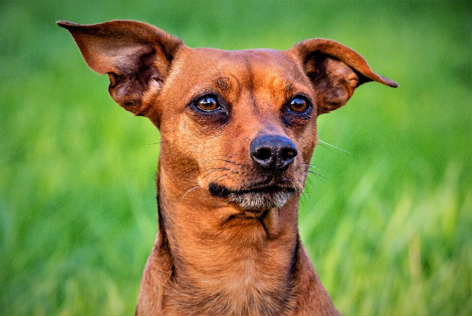 Cute pet mammal