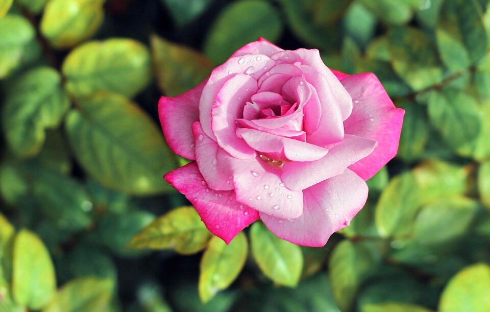 Tender rose pink rose drops