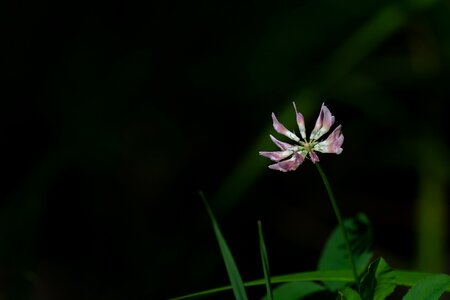 Plant nature klee