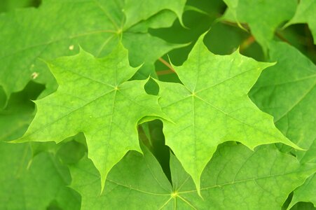 Leaf green maple photo