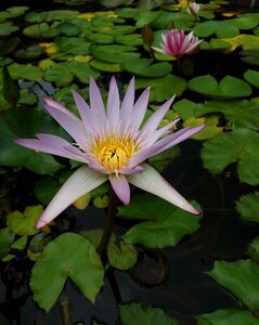 Water lily pond plant