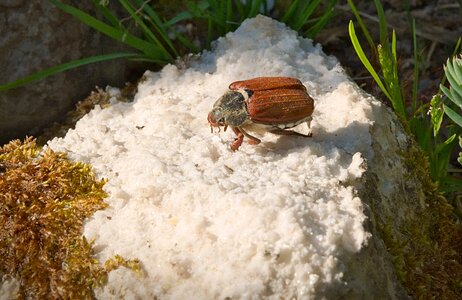 Brown krabbeltier beetle photo