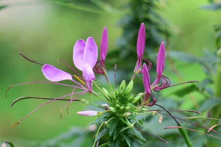 Plant flower leaf