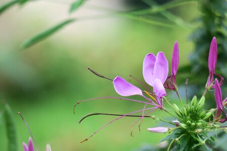 Plant flower leaf