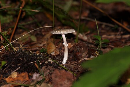 Nature poisonous brown