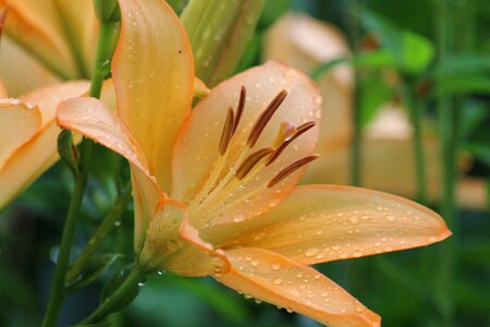 Drops nature flower