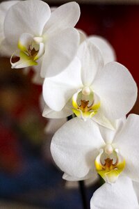 Potted plant flower flora photo