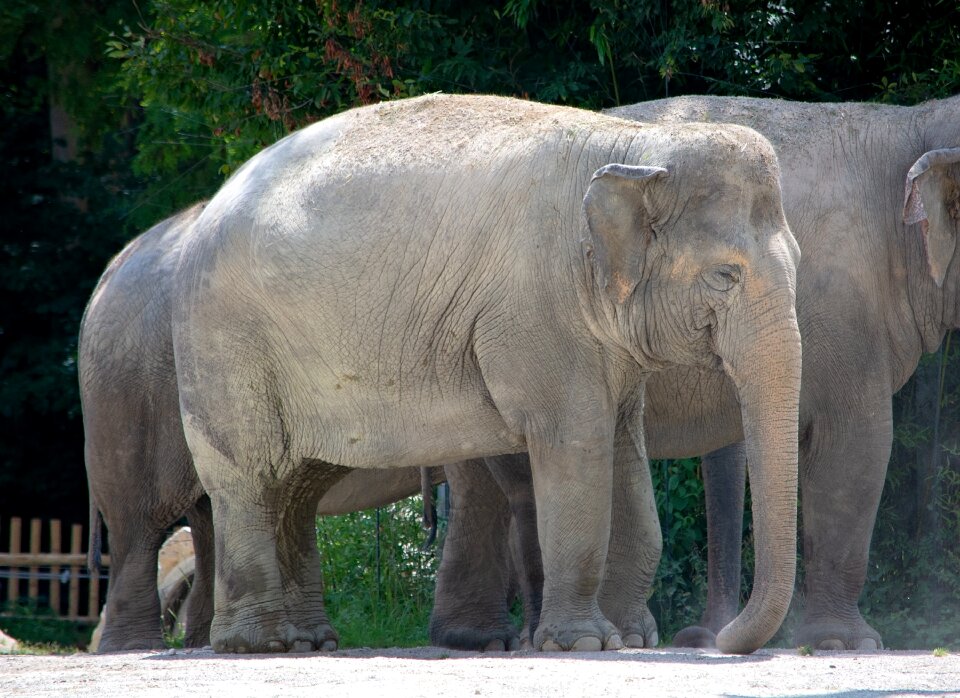 Animal world proboscis grey